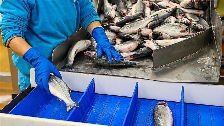 Whole-fish grading on the processing line